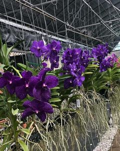 Orchid Plant Pack Of 1