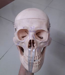 Human POP Skull (For Medical 1st Years)!!👍