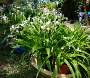 Spider Lilly Bulb Of 4 , And 4 Pots 3&#34; ; Rainy Season Flower With Mild Scented