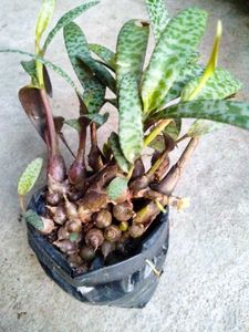 Mix Plants