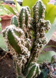 Triangle Cactus