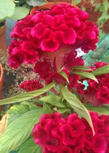 Alert📢Biggest Combo Of Six Plants