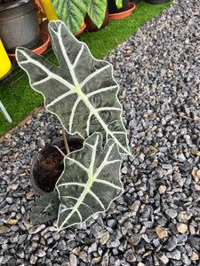 Alocasia amazonica Plant