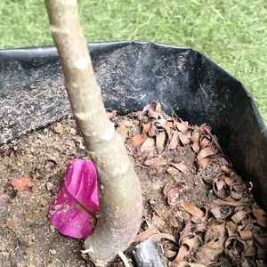 2 Rare Sansevierias N Two Adenuim