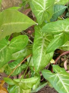 Syngonium Indoor Plant