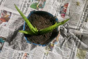 Aloe Vera Plants Original