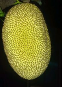 Organic Jackfruit Kathal Upto 1.5kg