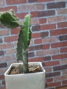 Dragon Fruit Plant Without Pot