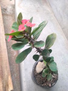 Assorted 4 varieties set offer