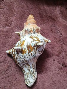 Beautiful Conch Shell