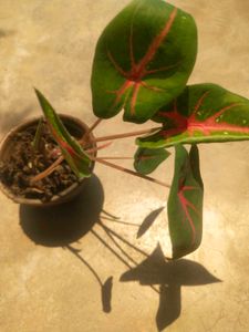 Combo Of 2 Type Colorfull Plant With Root