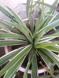 Spider Plant