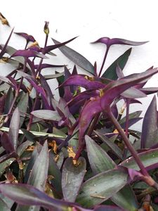 Tradescantia pallida ( Purple Heart Plant)