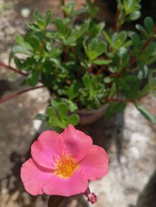 combo of Moss Rose Plant