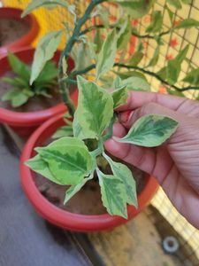 Variegated Devil&#39;s Backbone Plant