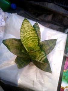 Snape Plant 3pic