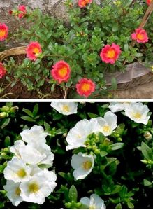 Seeds-Plant Combo