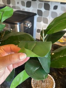 Artificial Plants