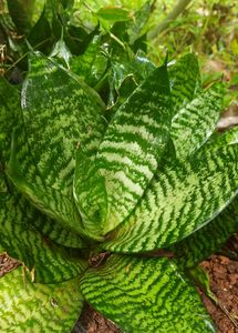 Snake plant
