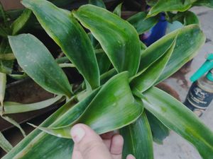 Healthy Indoor Plants