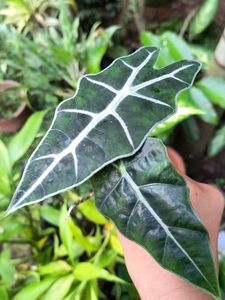 Alocasia Plant