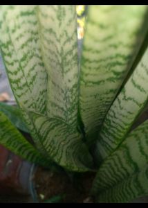 Snake Plant Variegated