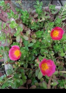 Combo 10 VarietyMoss Rose And 9&#34;O Clock Live Plant