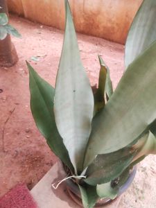 Moonshine Snake Plant With Root