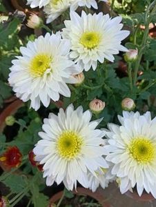 Live White Sewanti Plant