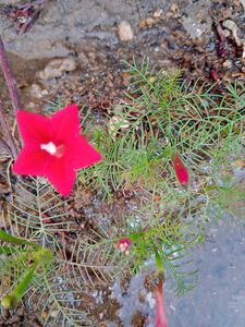 Red Cypress Vine Seeds