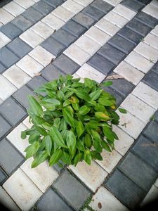 10 Live Root Plants