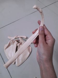 Bones Set-1 For Medical Students!! (Thorax)