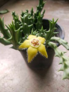 Unique Yellow Flower Cactus Only Cutting