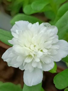 Sindrella & Moss Rose Cuttings