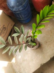 Big Size Zzzzzz Plant With Root Very Healthy