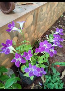 Chinese Violet