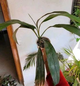 3 Set Beautiful Plants