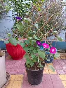 Morning Glory Seeds