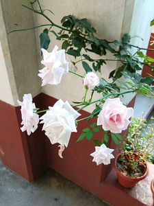 White Pink Rose Sapling with Buds