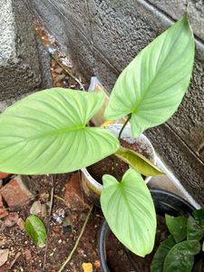 Silver Homolemona