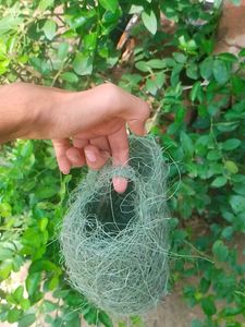 Unique Natural Bird Nest.