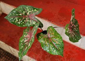 Caladium Biclor Plant🌵&amp; Pot