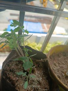 Tomato Seedling Plant