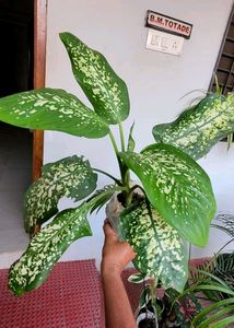 Evergreen Money &amp;.Dieffenbachia Seguine Plant &amp;Pot