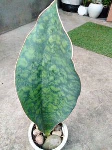 Assorted Sansevierias (5 Varieties)