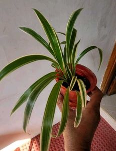 Set 4 Pandanus Veitchii&amp; Never.&amp;Purple Heart &amp;ming