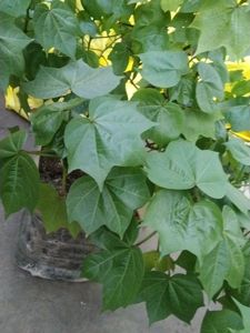 Kapas Ka Plants