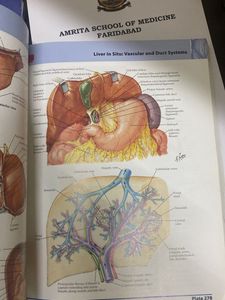 Netters Atlas For Visualisation Of Anatomy