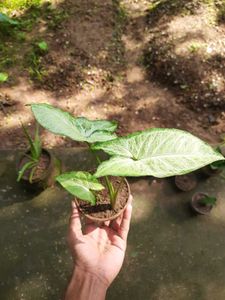 Arrowhead plant