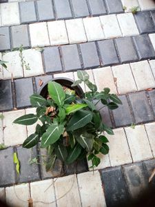 10 Live Root Plants